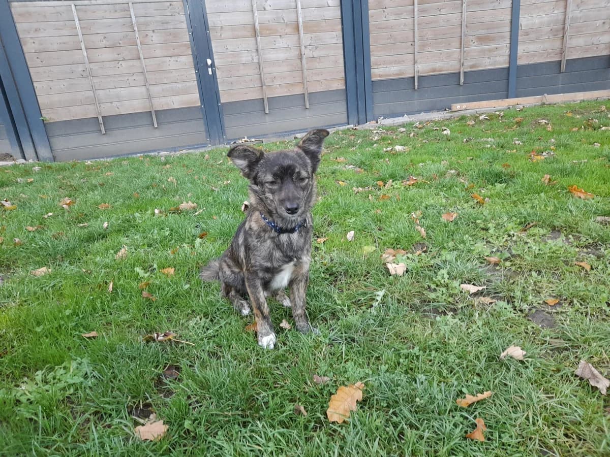 Anubis, male 7yo Mixed Breed for adoption at Tierheim u. Tierschutzverein Kreis Ahrweiler e.V. / Tierheim Remagen.