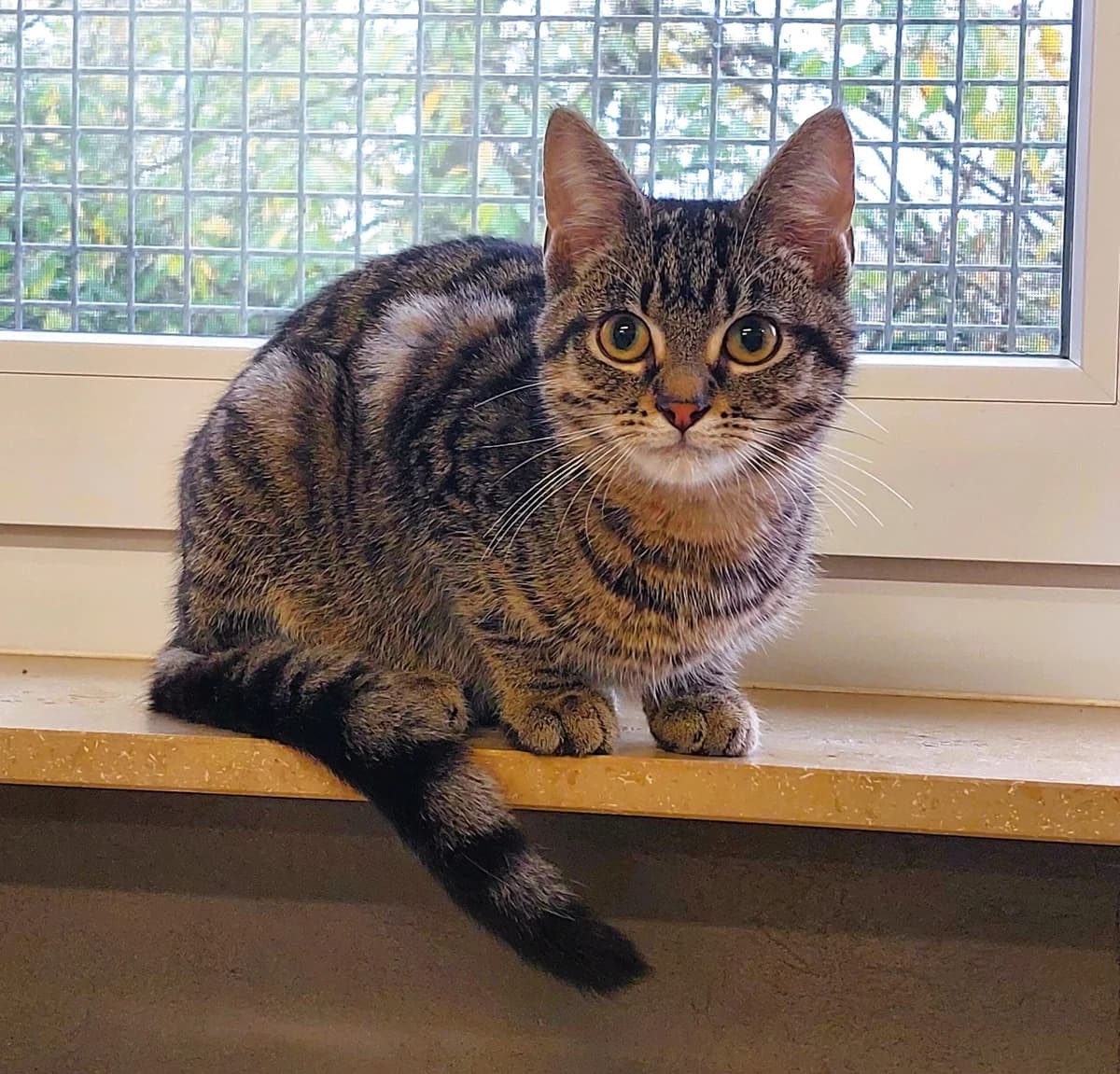 Anakin, male young mixed breed for adoption at Tierheim u. Tierschutzverein Kreis Ahrweiler e.V. / Tierheim Remagen., Remagen