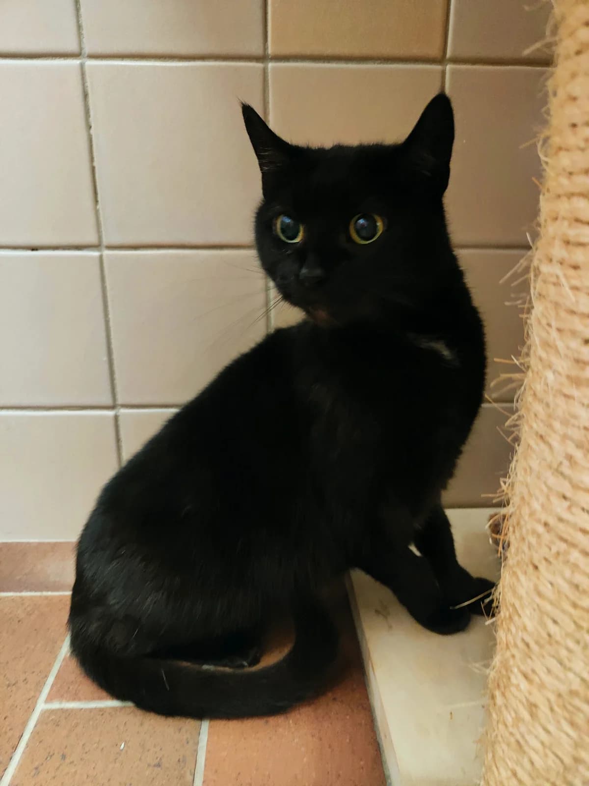 Antonella, female senior mixed breed for adoption at Tierheim u. Tierschutzverein Kreis Ahrweiler e.V. / Tierheim Remagen., Remagen