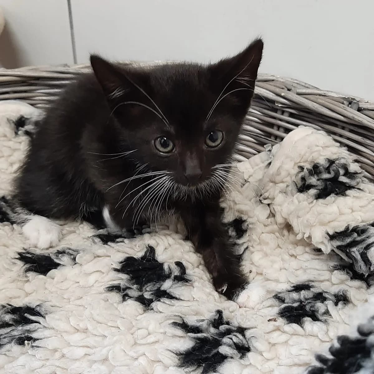 Apollon, male 3yo mixed breed for adoption at Tierheim u. Tierschutzverein Kreis Ahrweiler e.V. / Tierheim Remagen., Remagen