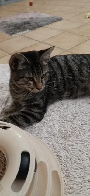 Ares, male 3yo mixed breed for adoption at Tierheim u. Tierschutzverein Kreis Ahrweiler e.V. / Tierheim Remagen., Remagen