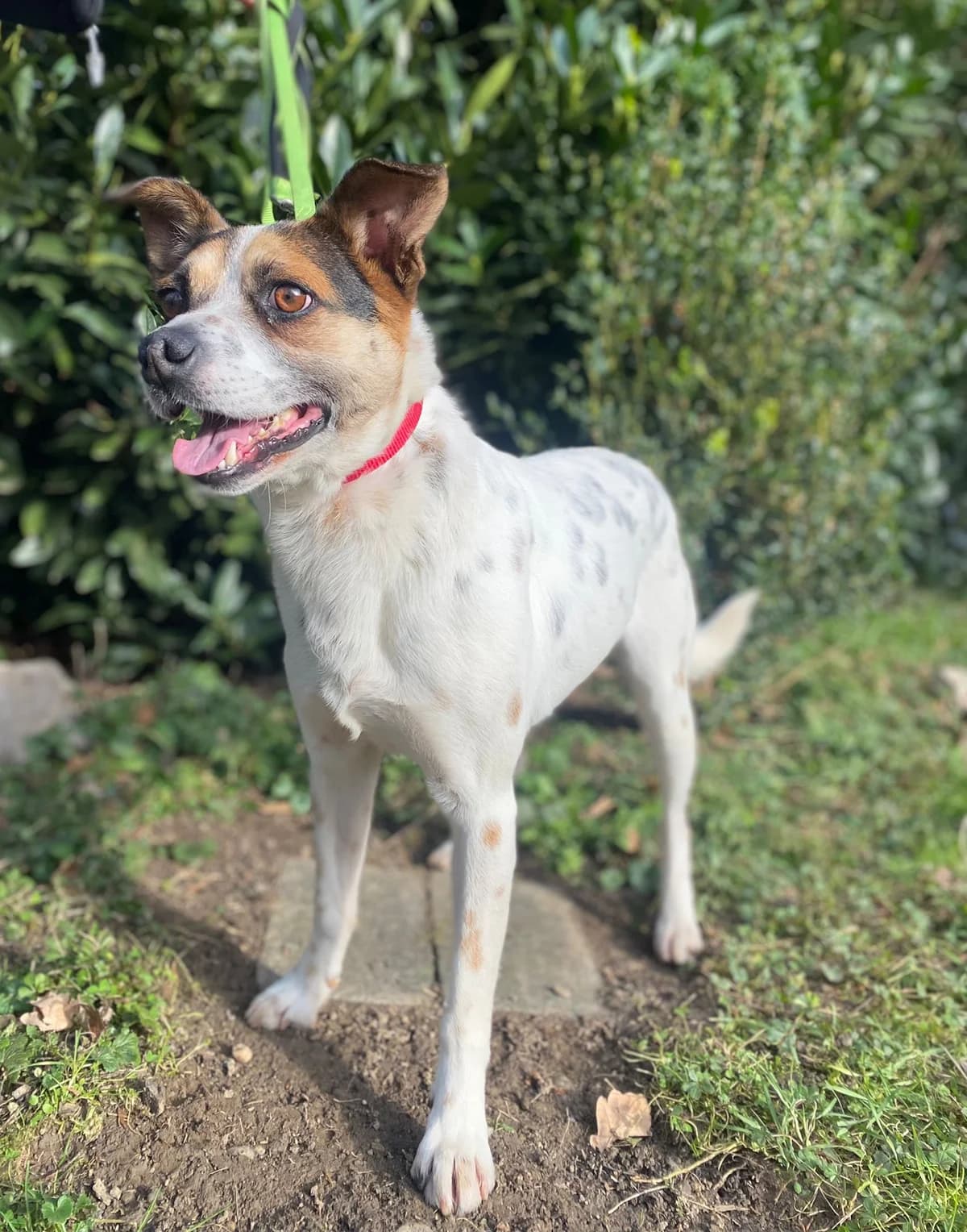 Bolt, male senior Mixed Breed for adoption at Tierheim u. Tierschutzverein Kreis Ahrweiler e.V. / Tierheim Remagen.