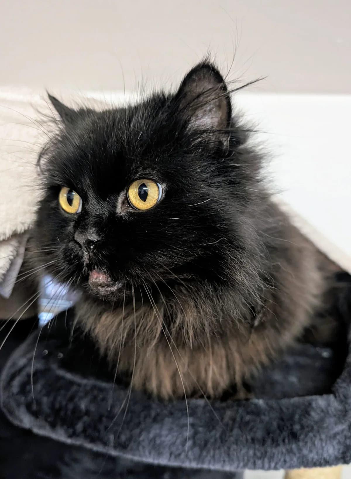 Binx, female senior Persian for adoption at Tierheim u. Tierschutzverein Kreis Ahrweiler e.V. / Tierheim Remagen.