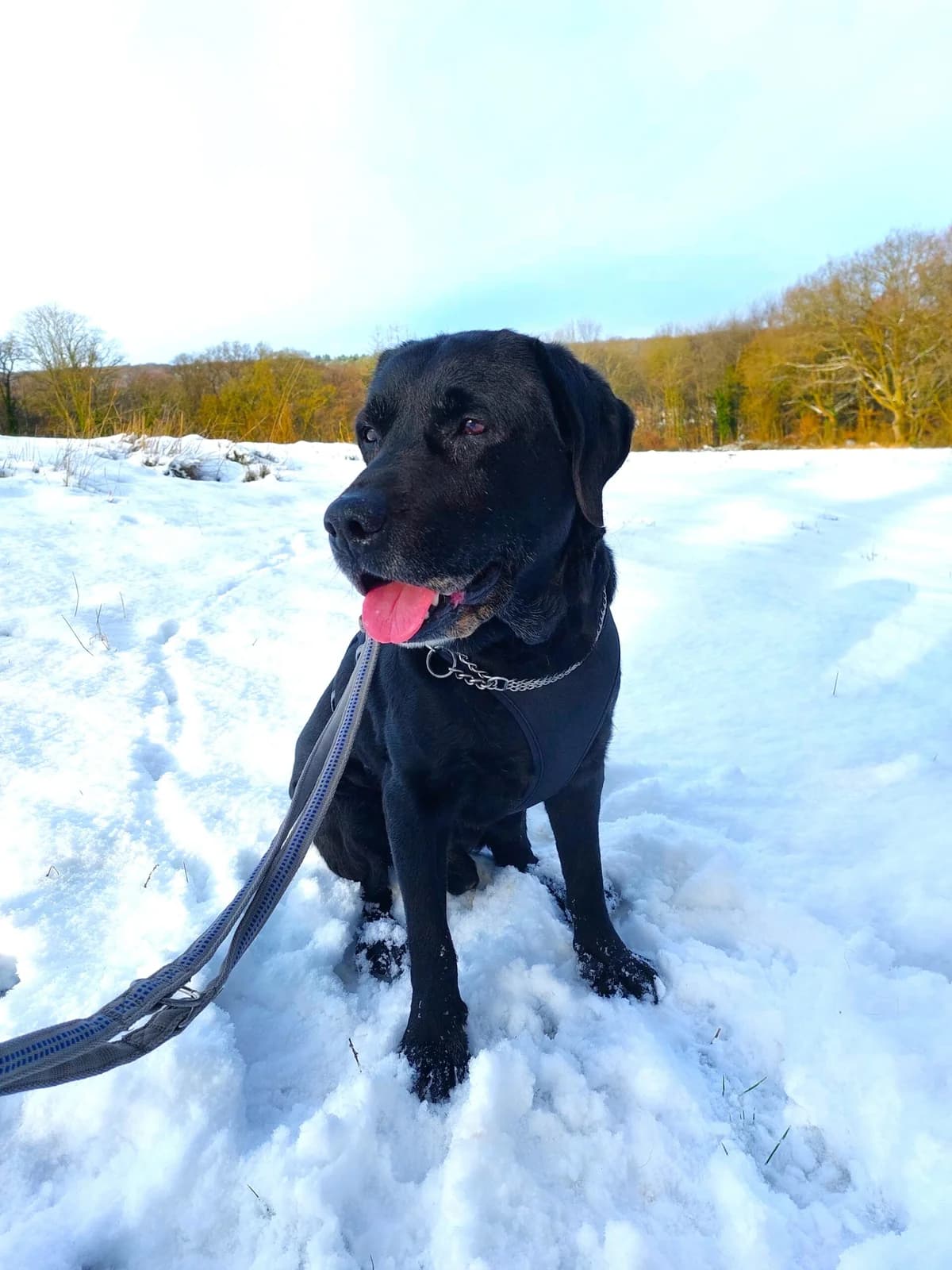 Blacky, male senior Labrador Retriever for adoption at Tierheim u. Tierschutzverein Kreis Ahrweiler e.V. / Tierheim Remagen.