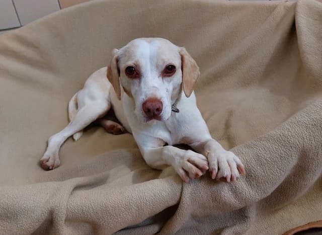 Creme, creme female senior Mixed Breed for adoption at Tierheim u. Tierschutzverein Kreis Ahrweiler e.V. / Tierheim Remagen., Remagen