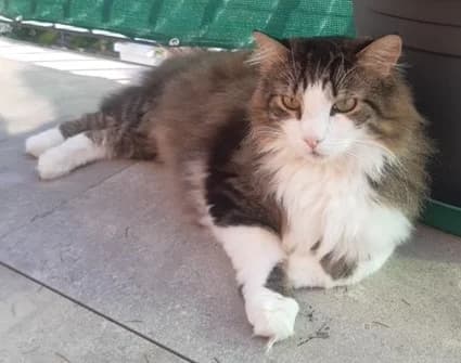 Charly, male senior Maine Coon for adoption at Tierheim u. Tierschutzverein Kreis Ahrweiler e.V. / Tierheim Remagen., Remagen