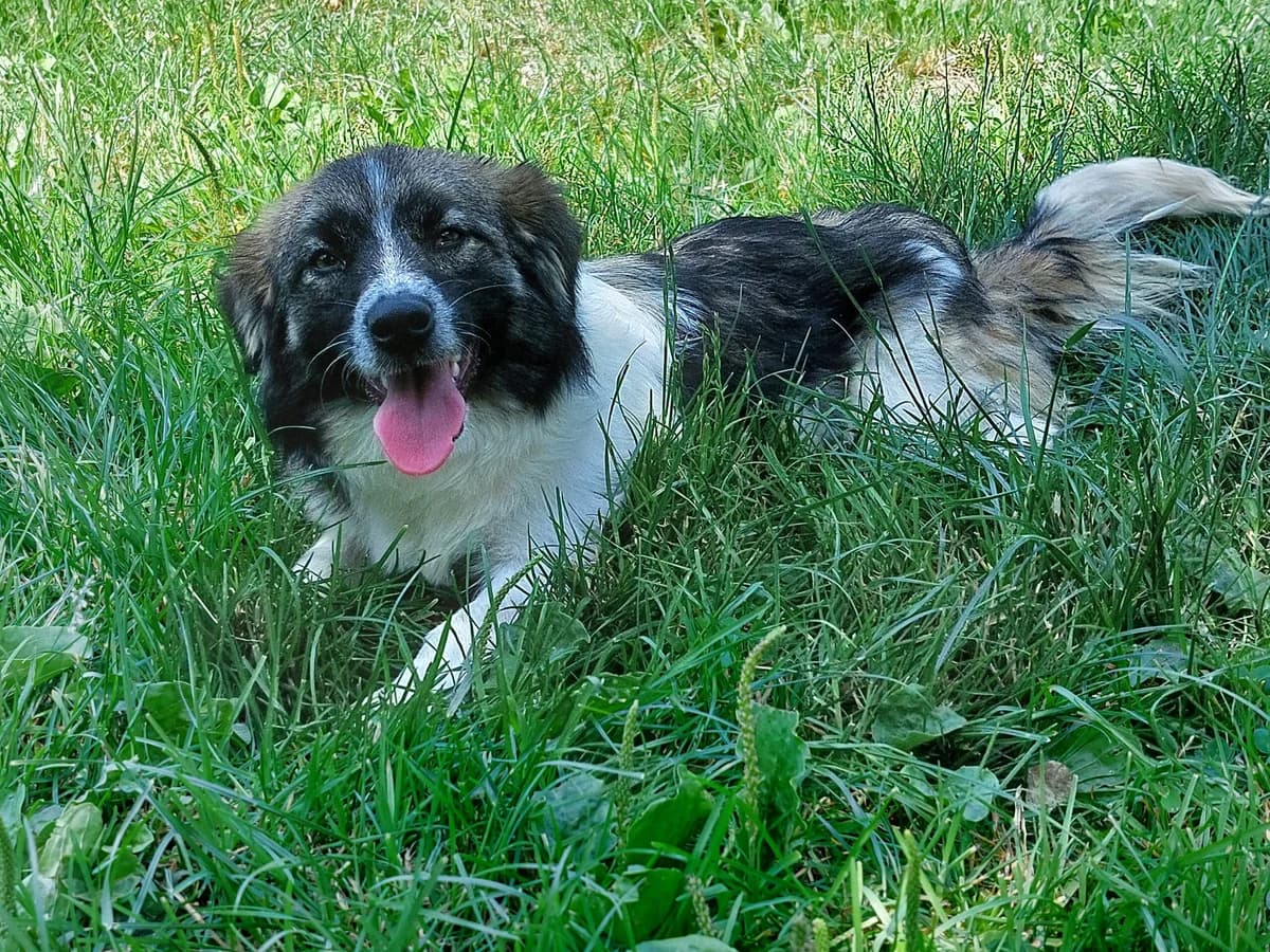 Chava, female 4yo Mixed Breed for adoption at Tierheim u. Tierschutzverein Kreis Ahrweiler e.V. / Tierheim Remagen., Remagen