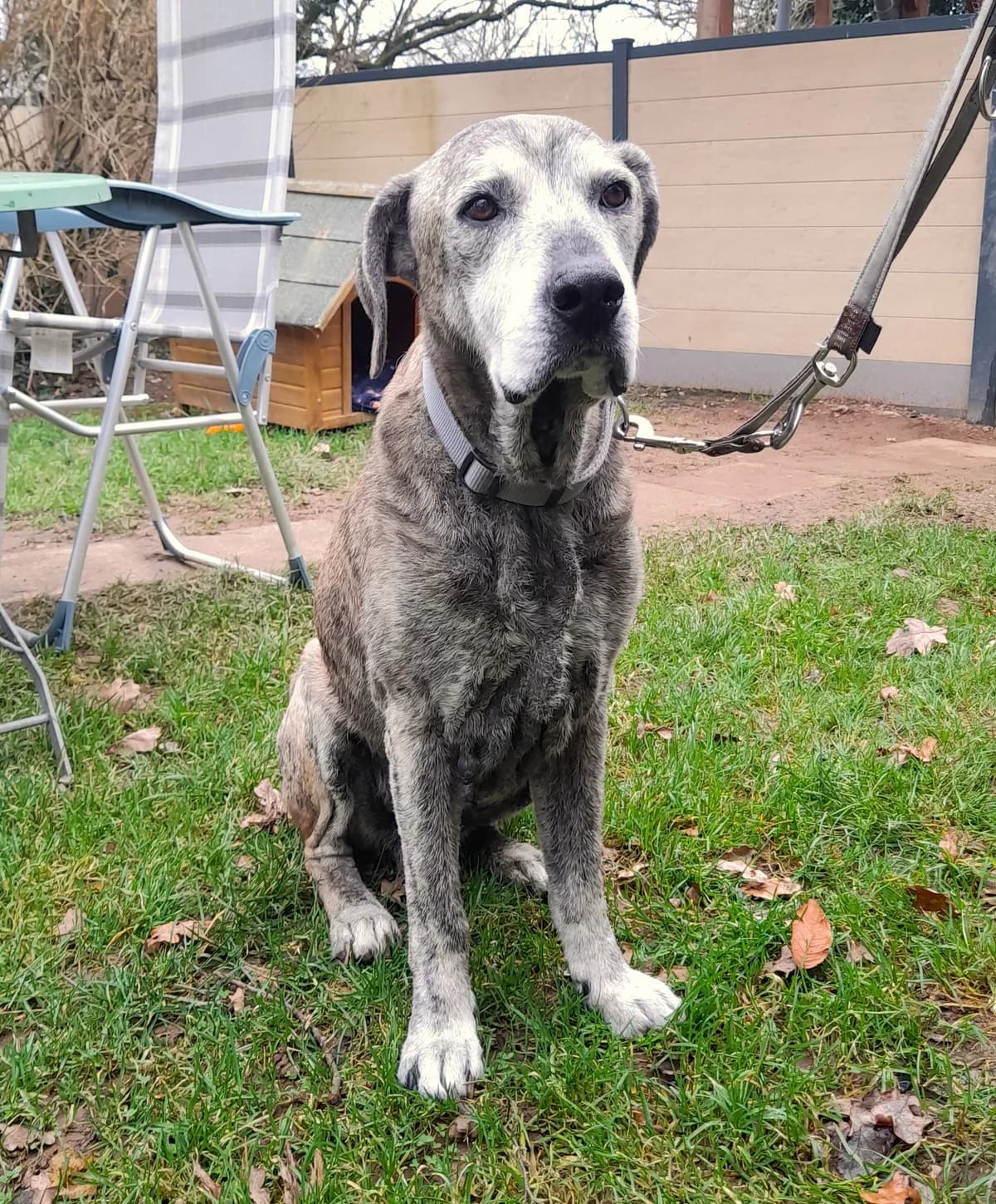 Aakash, male senior Mixed Breed for adoption at Tierheim u. Tierschutzverein Kreis Ahrweiler e.V. / Tierheim Remagen., Remagen