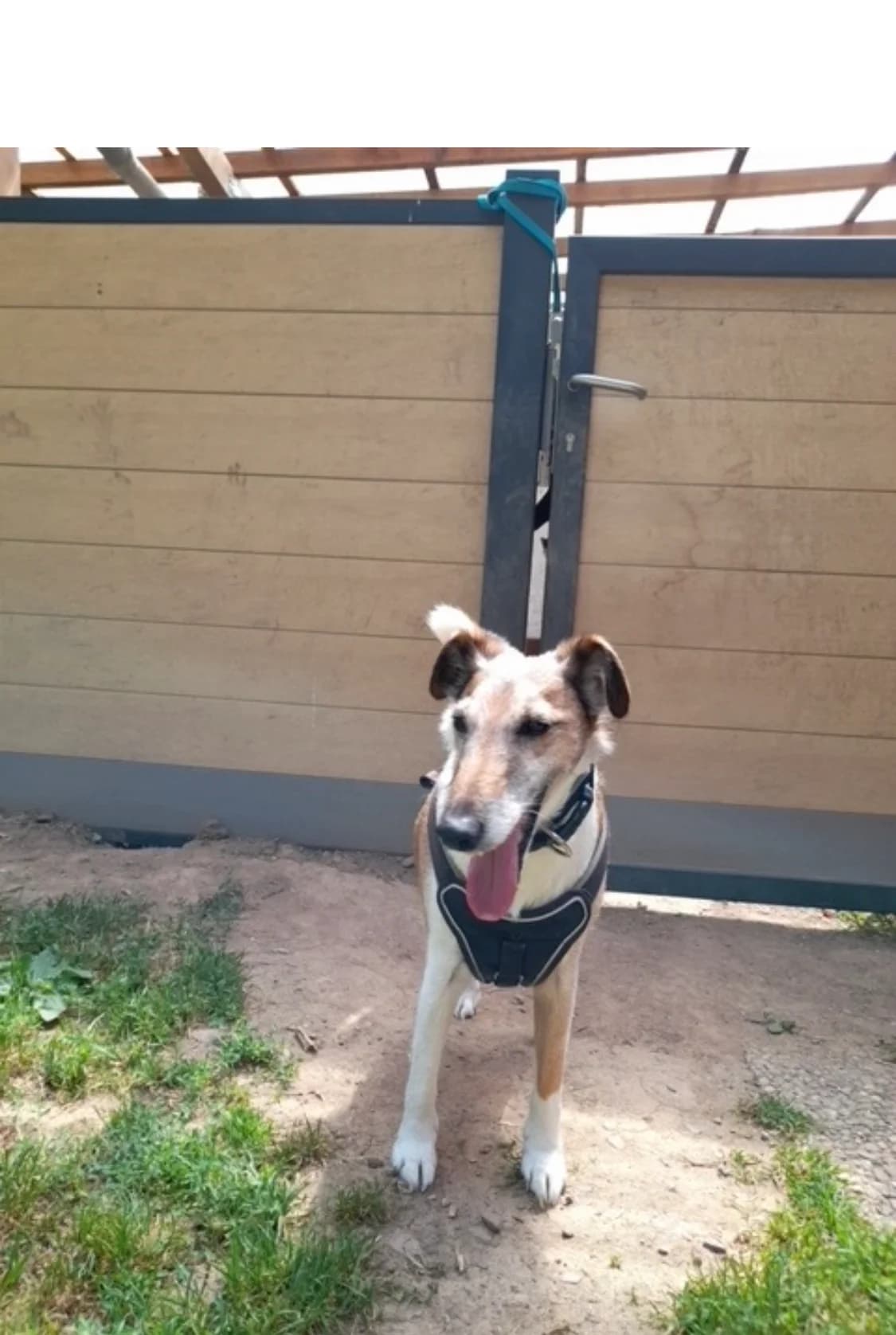 Coco, male senior mixed breed for adoption at Tierheim u. Tierschutzverein Kreis Ahrweiler e.V. / Tierheim Remagen., Remagen