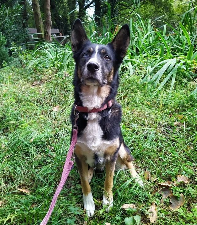 Coffee, male senior Mixed Breed for adoption at Tierheim u. Tierschutzverein Kreis Ahrweiler e.V. / Tierheim Remagen., Remagen