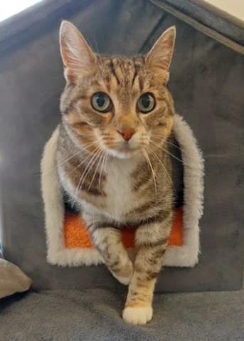 Dami, female senior mixed breed for adoption at Tierheim u. Tierschutzverein Kreis Ahrweiler e.V. / Tierheim Remagen., Remagen