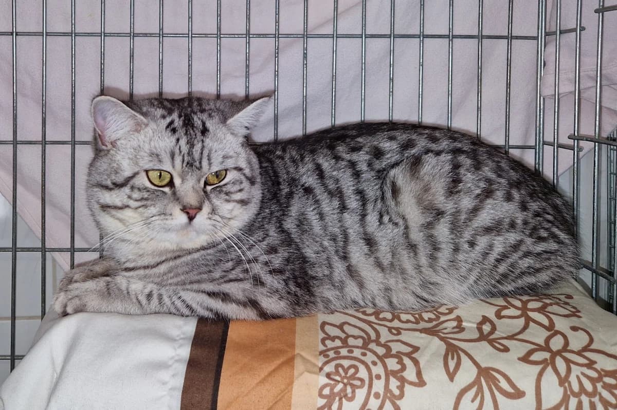 Django, male 5yo British Shorthair for adoption at Tierheim u. Tierschutzverein Kreis Ahrweiler e.V. / Tierheim Remagen., Remagen