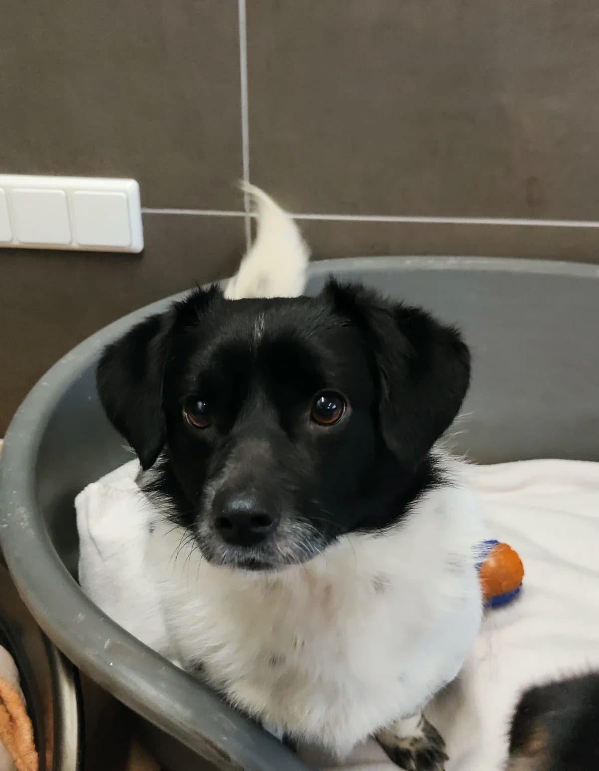 Duxy, male 4yo Mixed Breed for adoption at Tierheim u. Tierschutzverein Kreis Ahrweiler e.V. / Tierheim Remagen., Remagen