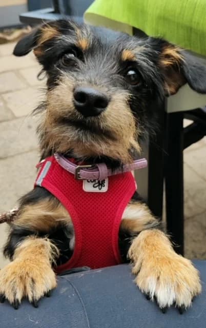 Ella, female 4yo Jack Russell Terrier for adoption at Tierheim u. Tierschutzverein Kreis Ahrweiler e.V. / Tierheim Remagen.