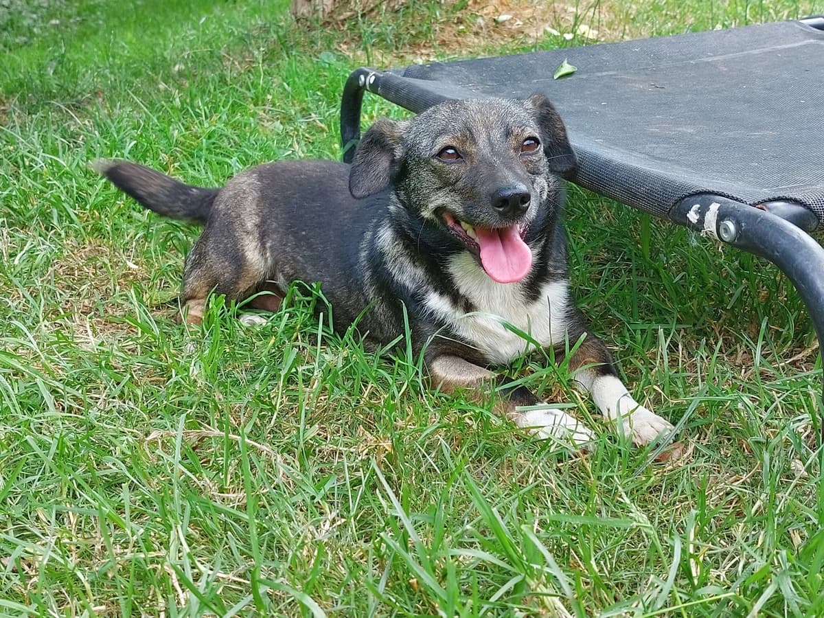 Emily, female 5yo Mixed Breed for adoption at Tierheim u. Tierschutzverein Kreis Ahrweiler e.V. / Tierheim Remagen., Remagen