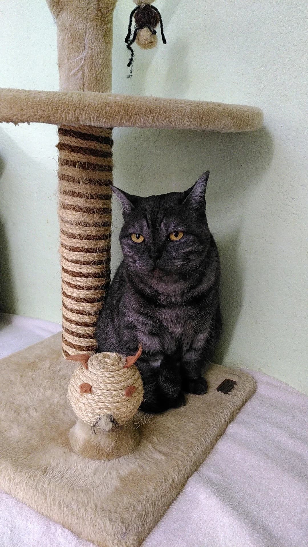 Esprit, female senior British Shorthair for adoption at Tierheim u. Tierschutzverein Kreis Ahrweiler e.V. / Tierheim Remagen., Remagen