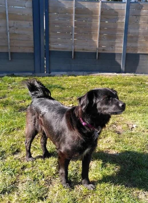 Eva, female 5yo Mixed Breed for adoption at Tierheim u. Tierschutzverein Kreis Ahrweiler e.V. / Tierheim Remagen., Remagen