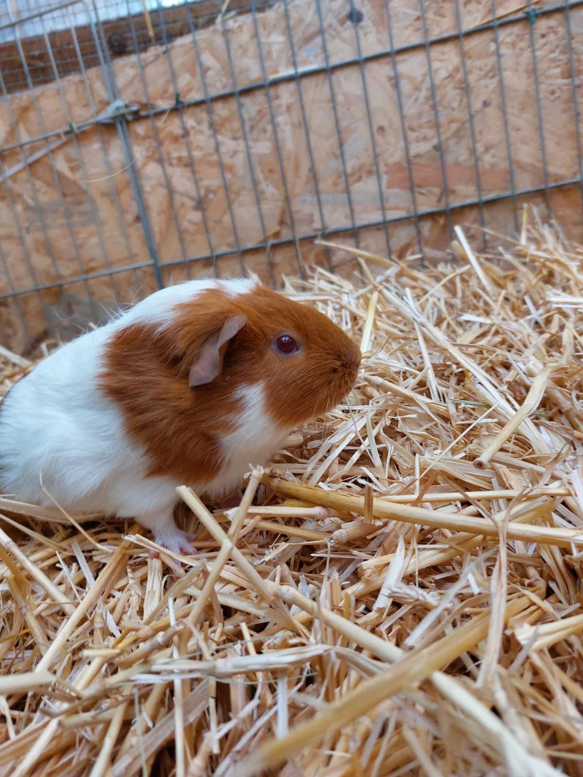 Eve, female 3yo Mixed Breed for adoption at Tierheim u. Tierschutzverein Kreis Ahrweiler e.V. / Tierheim Remagen., Remagen