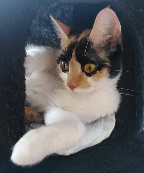 Feline, female 5yo mixed breed for adoption at Tierheim u. Tierschutzverein Kreis Ahrweiler e.V. / Tierheim Remagen., Remagen