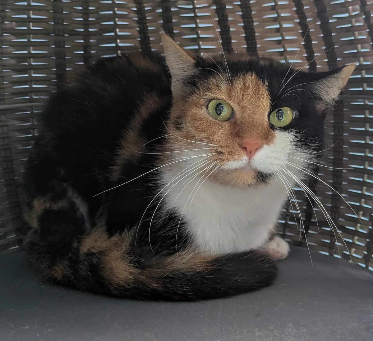 ADULA- FUTTERPLATZ gesucht, female European Shorthair for adoption at Tierheim Ulm, Ulm