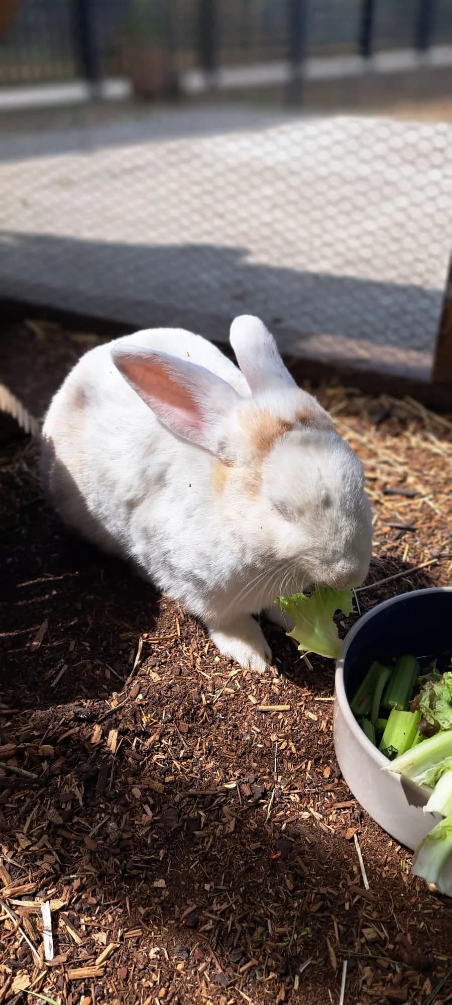 Alma, female mixed breed for adoption at Tierheim Ulm, Ulm