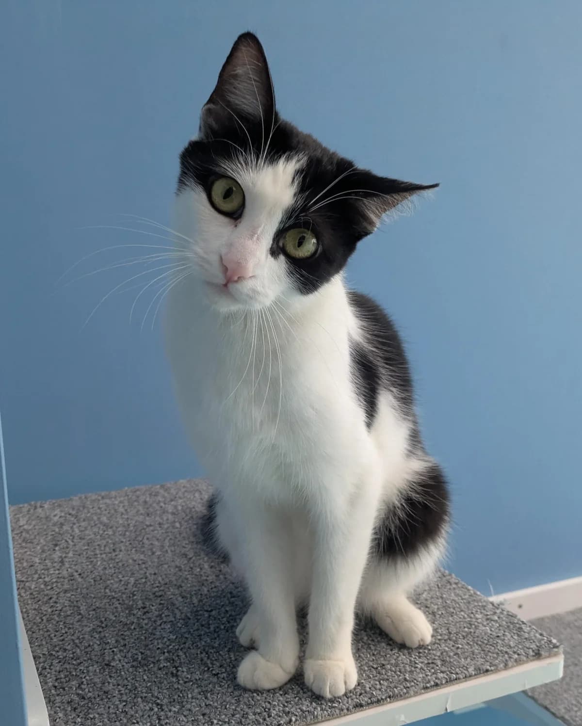 Annie, female European Shorthair for adoption at Tierheim Ulm, Ulm