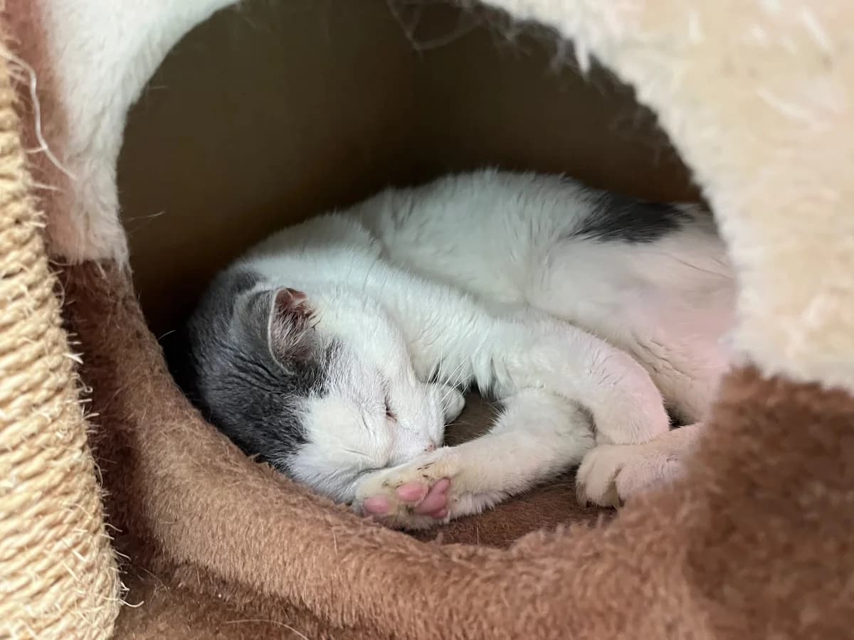 Bella, female senior European Shorthair for adoption at Tierheim Ulm, Ulm