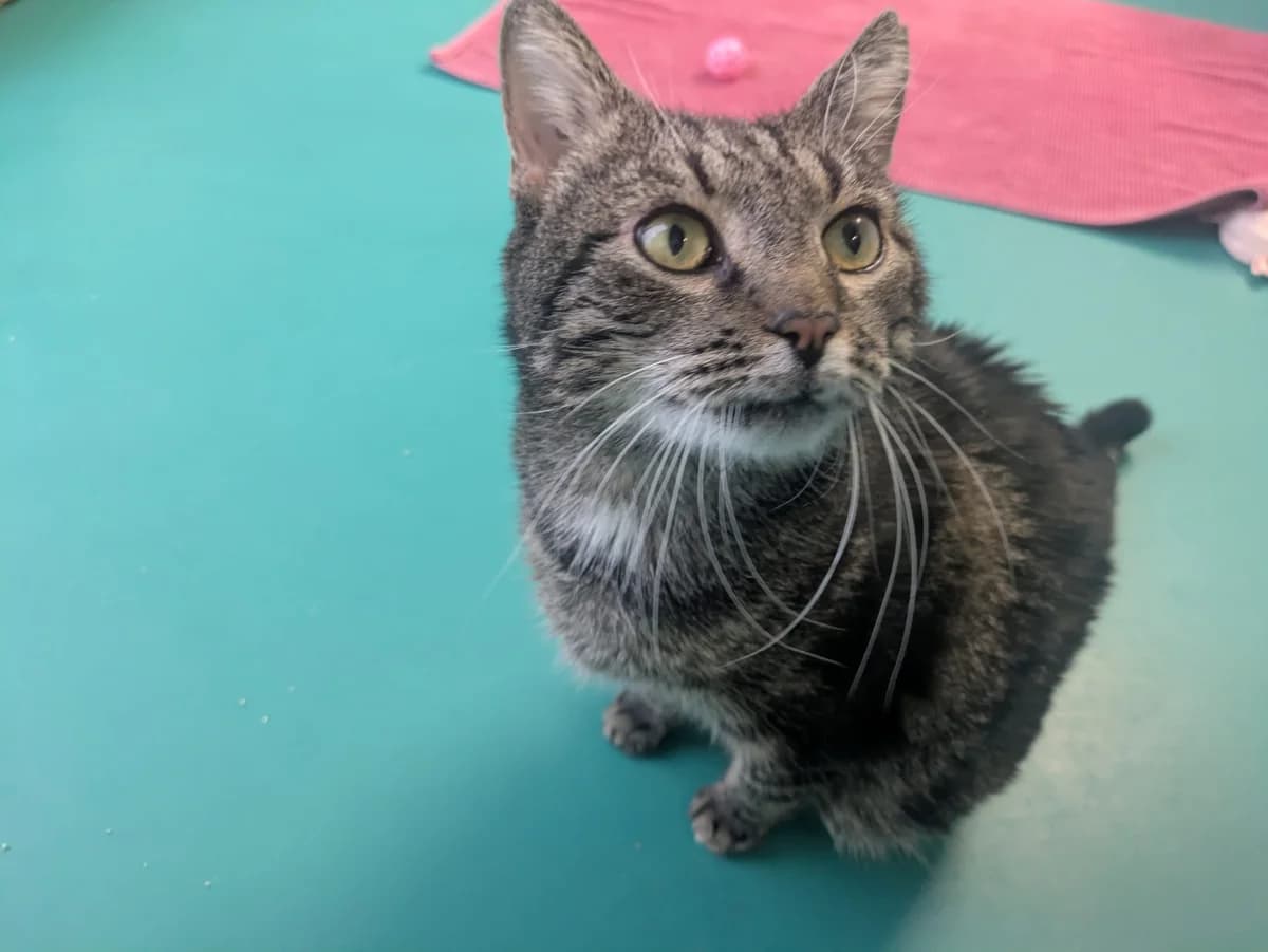 Boomer, male European Shorthair for adoption at Tierheim Ulm, Ulm