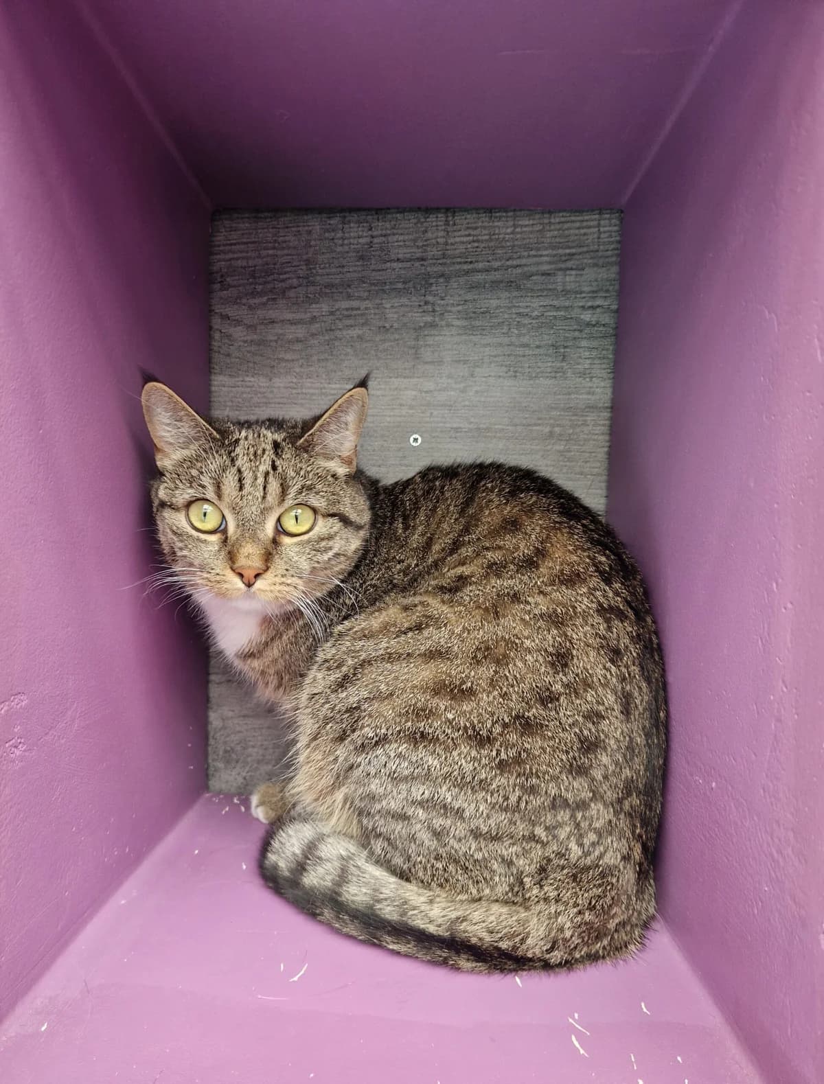 COCO und SNOWI, female 3yo European Shorthair for adoption at Tierheim Ulm, Ulm