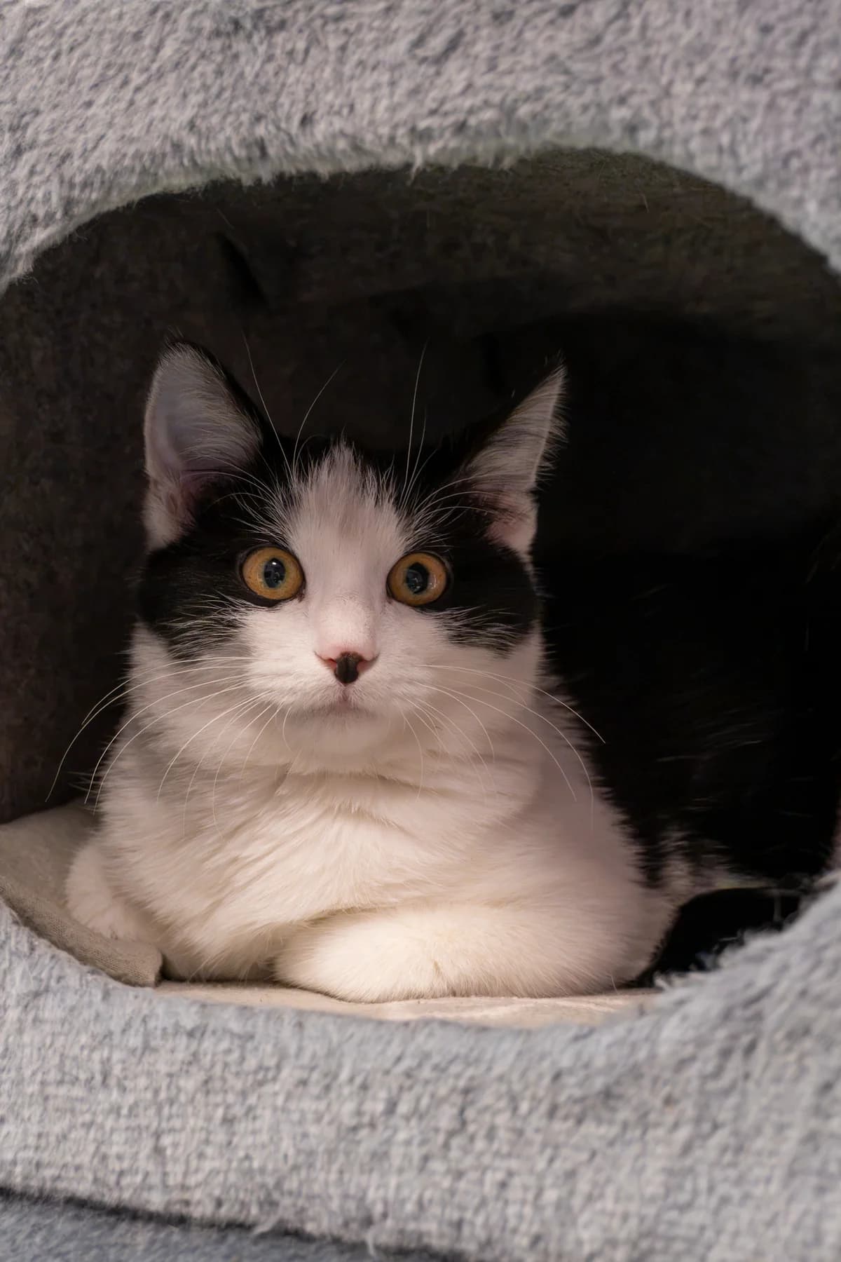Dizzy, female puppy European Shorthair for adoption at Tierheim Ulm, Ulm