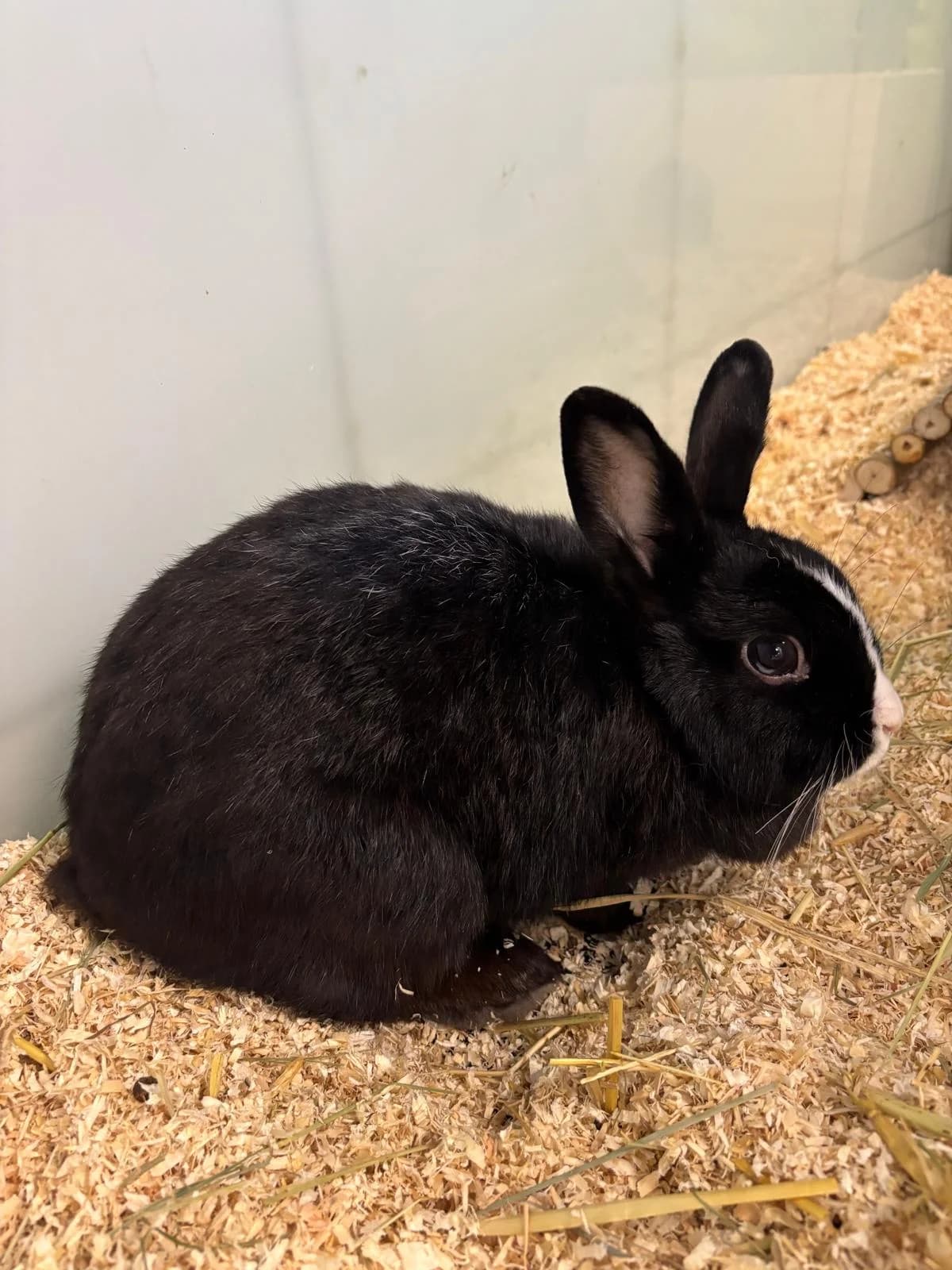 Dorita, female mixed breed for adoption at Tierheim Ulm, Ulm