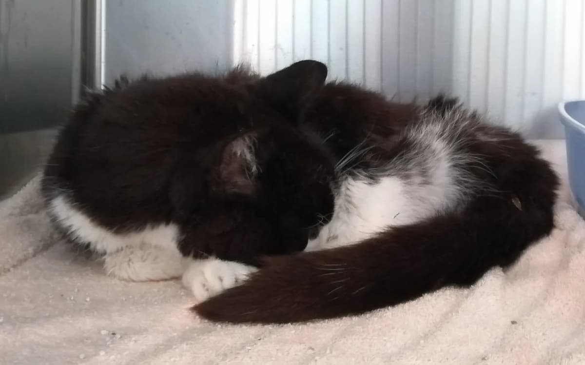 EDITH- HOSPIZPLATZ gesucht, female senior European Shorthair for adoption at Tierheim Ulm, Ulm