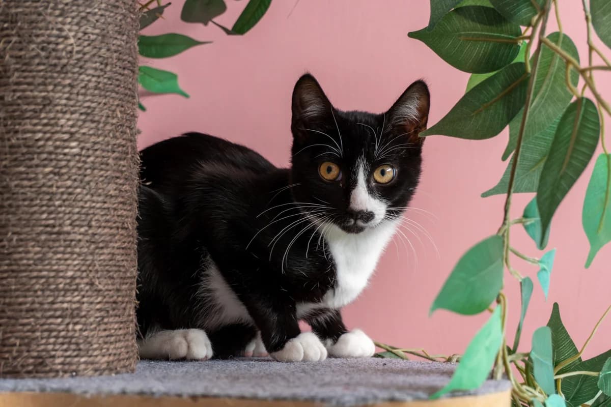 Eduard, puppy European Shorthair for adoption at Tierheim Ulm, Ulm
