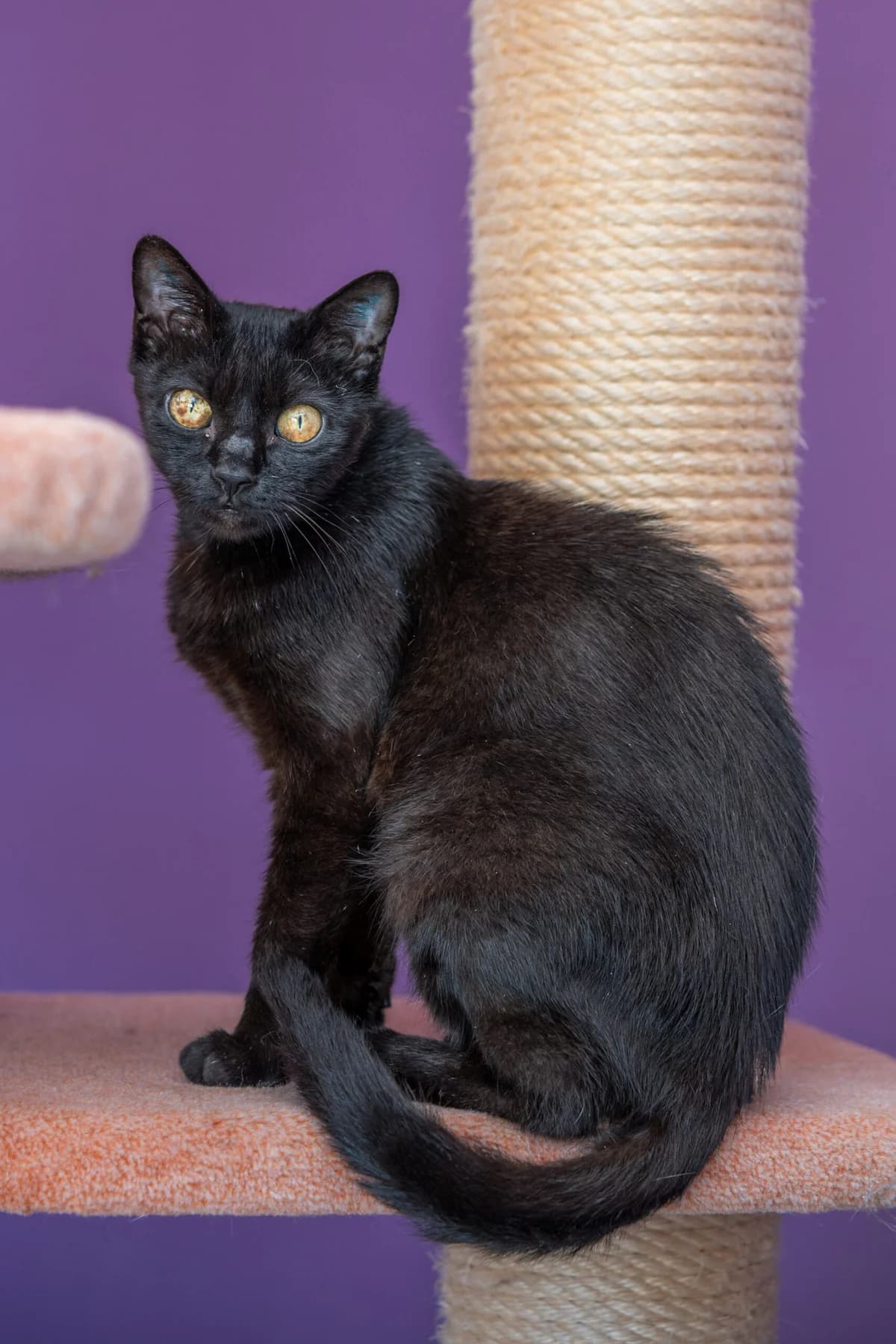 Elena, female puppy European Shorthair for adoption at Tierheim Ulm, Ulm