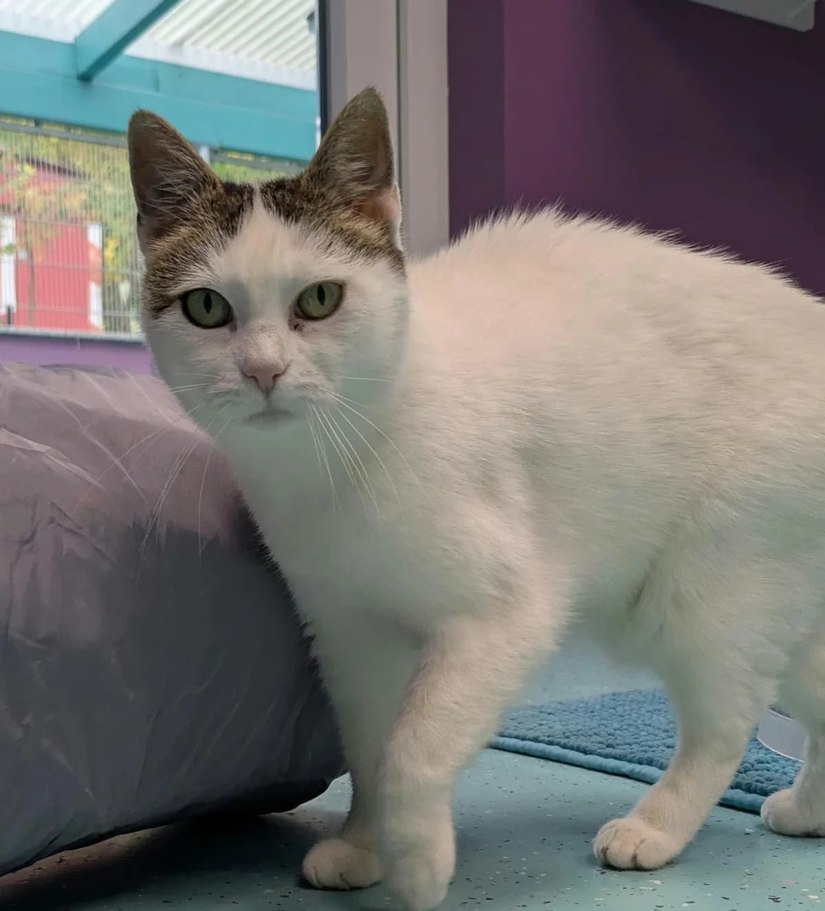 Evelyn, female European Shorthair for adoption at Tierheim Ulm, Ulm