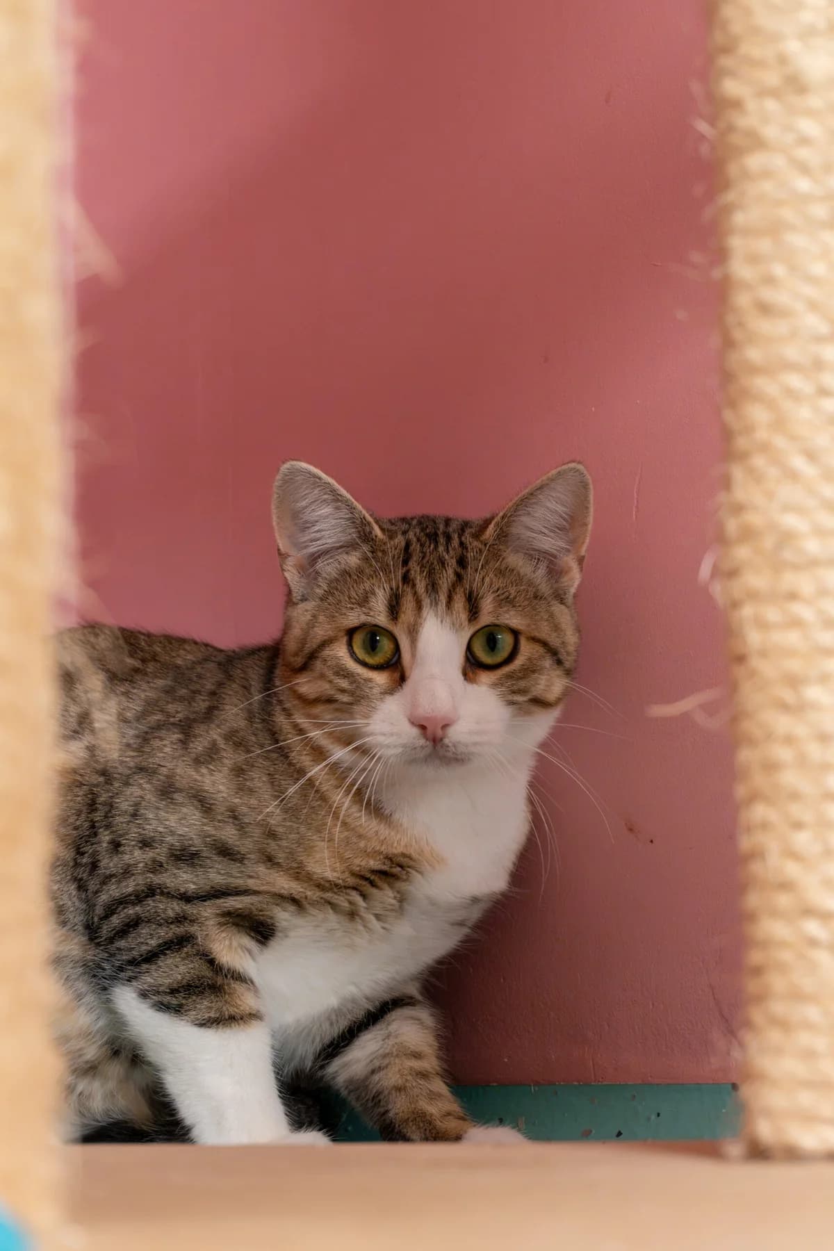 Felino, male puppy European Shorthair for adoption at Tierheim Ulm, Ulm