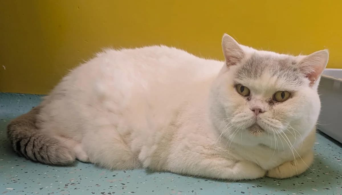 Frau Flunder, female British Shorthair for adoption at Tierheim Ulm, Ulm