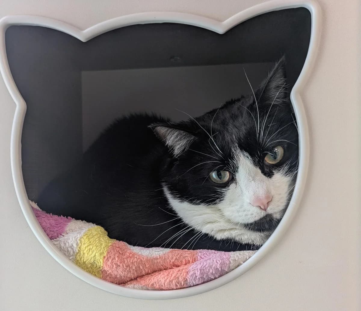 JESSY und TRIXI, female 5yo European Shorthair for adoption at Tierheim Ulm, Ulm