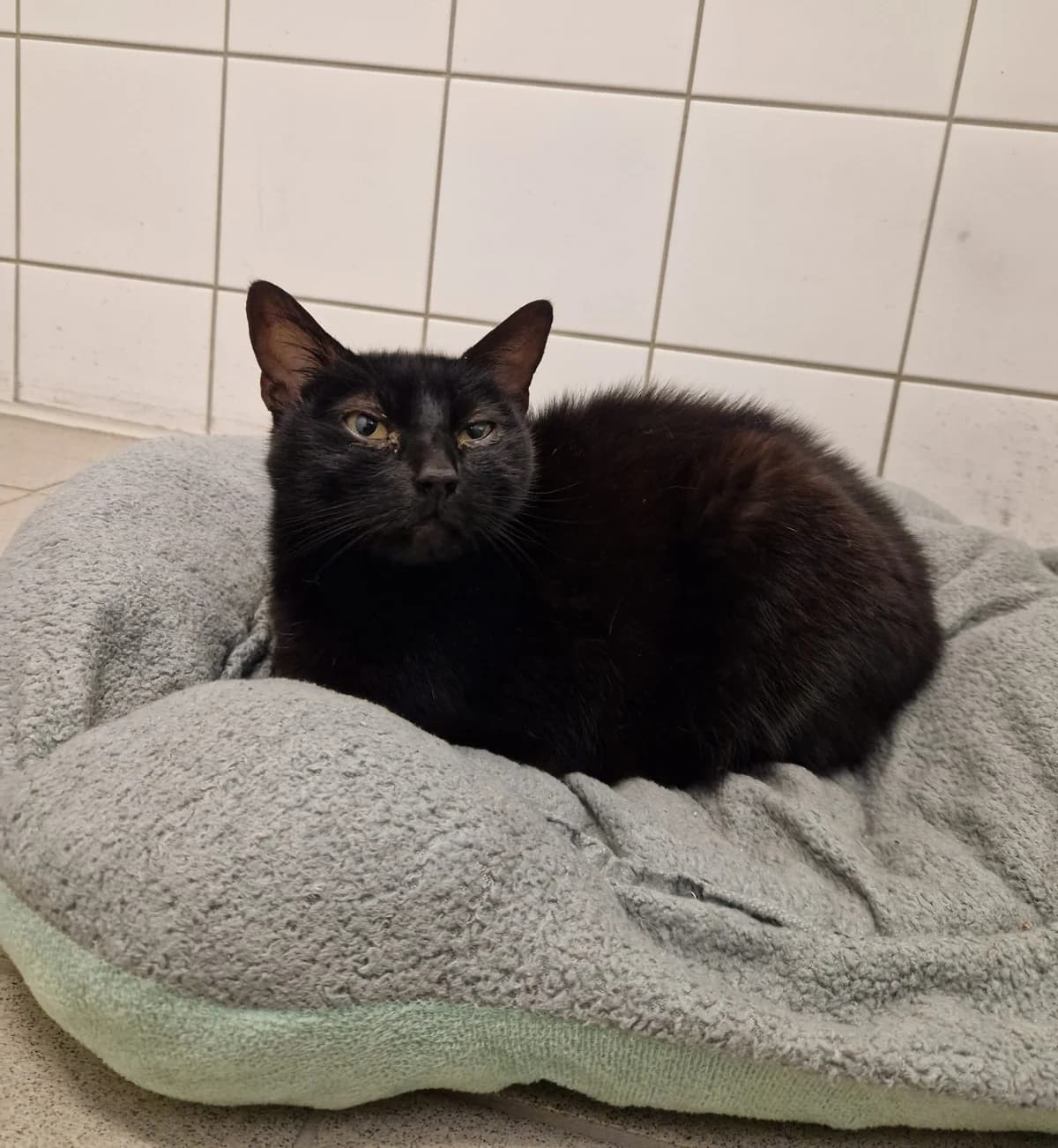KATINKA- Unser, female senior European Shorthair for adoption at Tierheim Ulm, Ulm