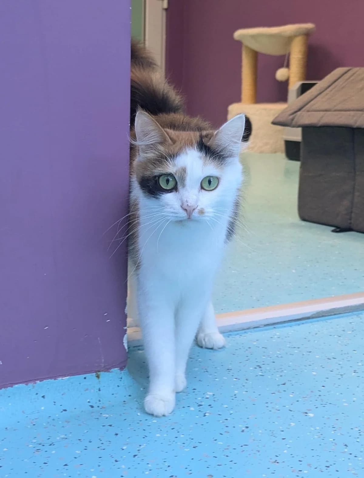 Kimberly, female young European Shorthair for adoption at Tierheim Ulm, Ulm