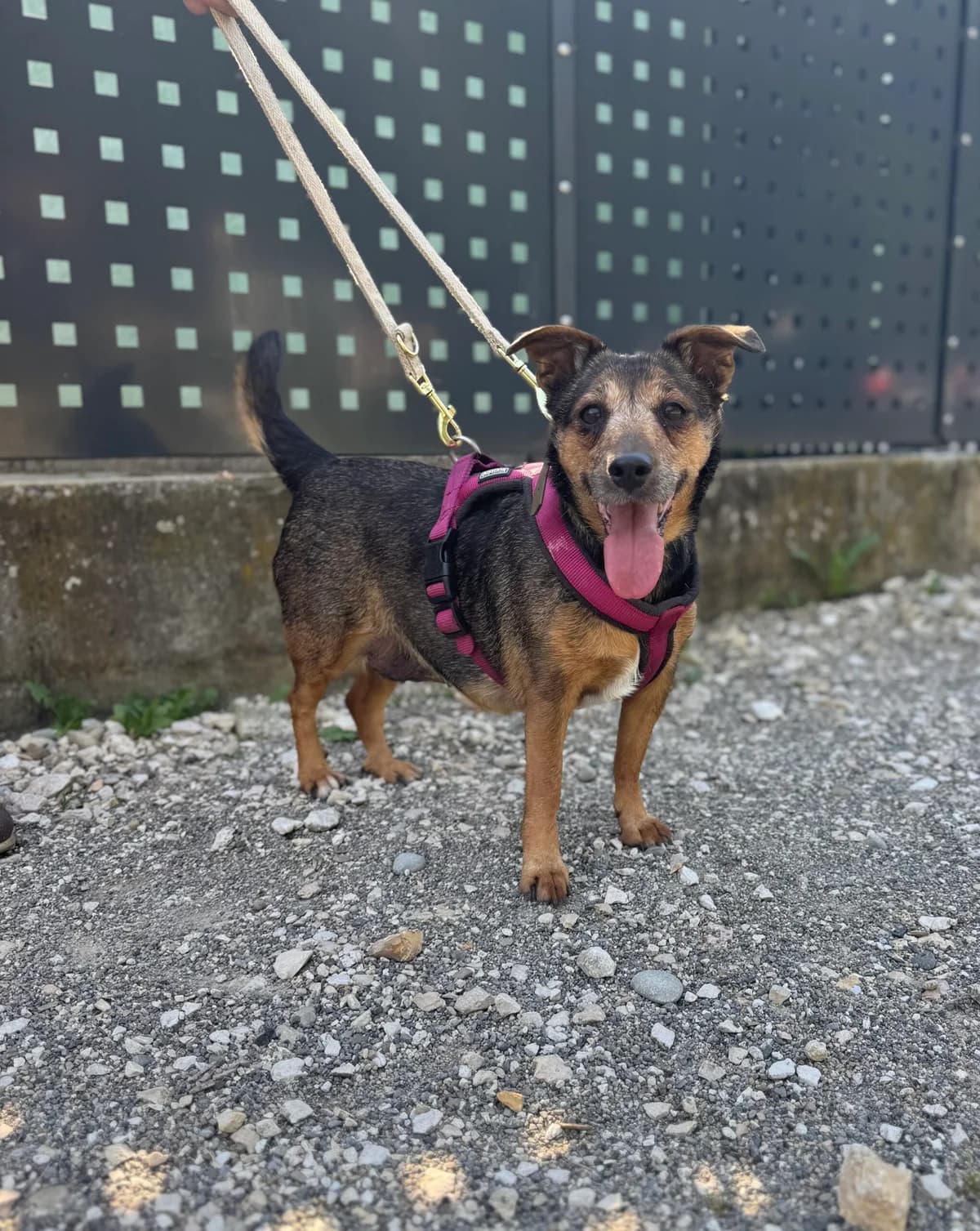 Lucy, female senior mixed breed for adoption at Tierheim Ulm, Ulm