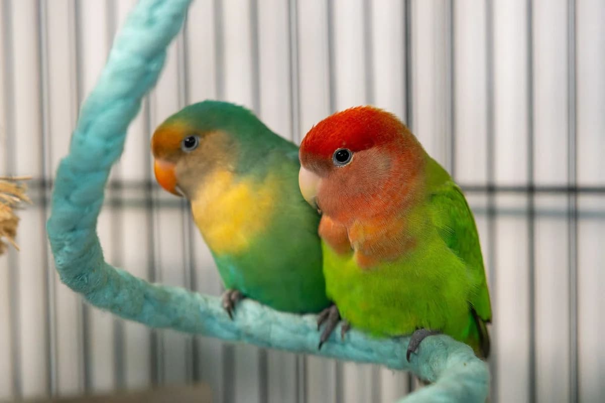 MANGO und PAPAYA, mixed breed for adoption at Tierheim Ulm, Ulm