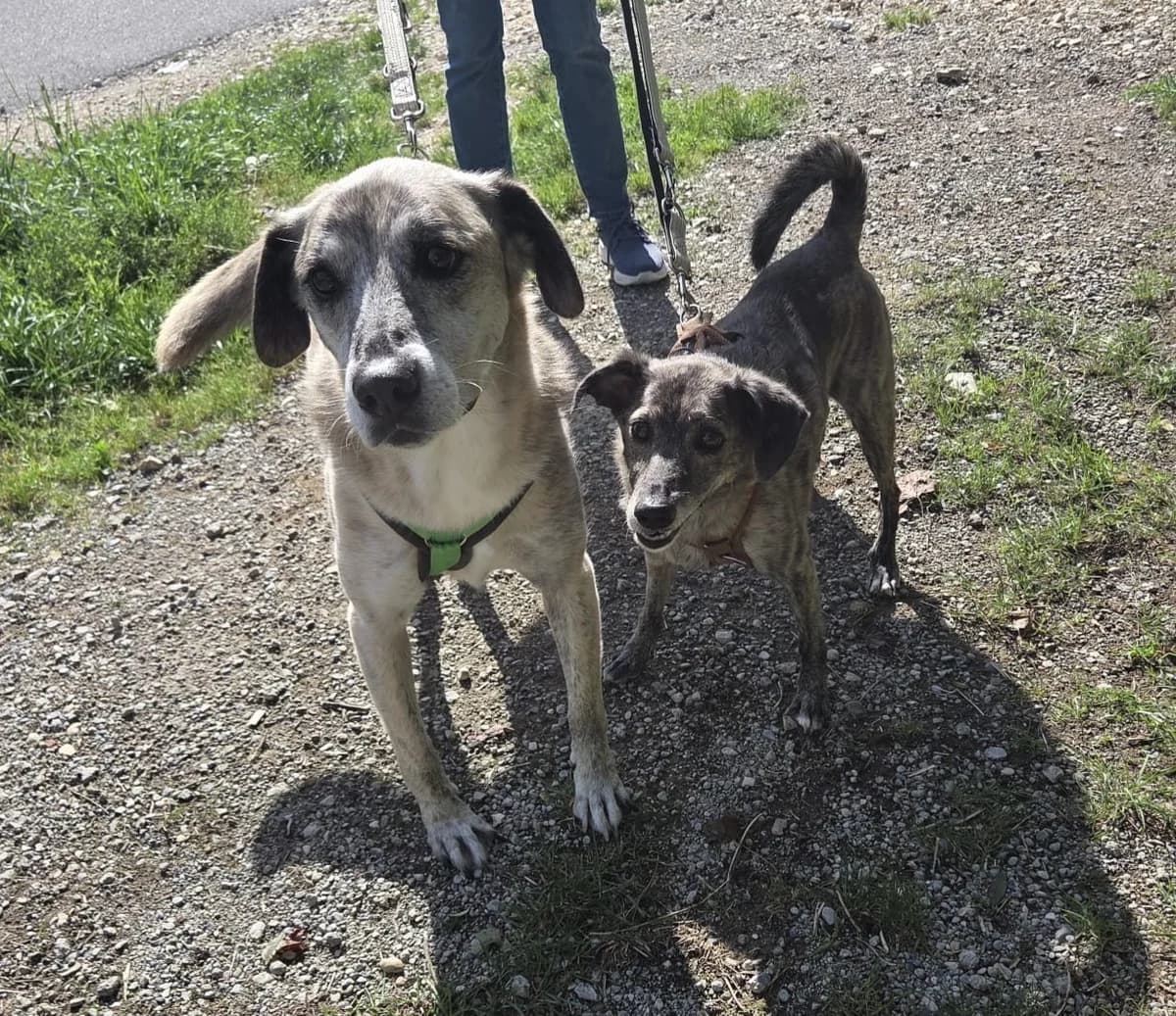 MAYA und MYLO, male senior Mixed Breed for adoption at Tierheim Ulm, Ulm
