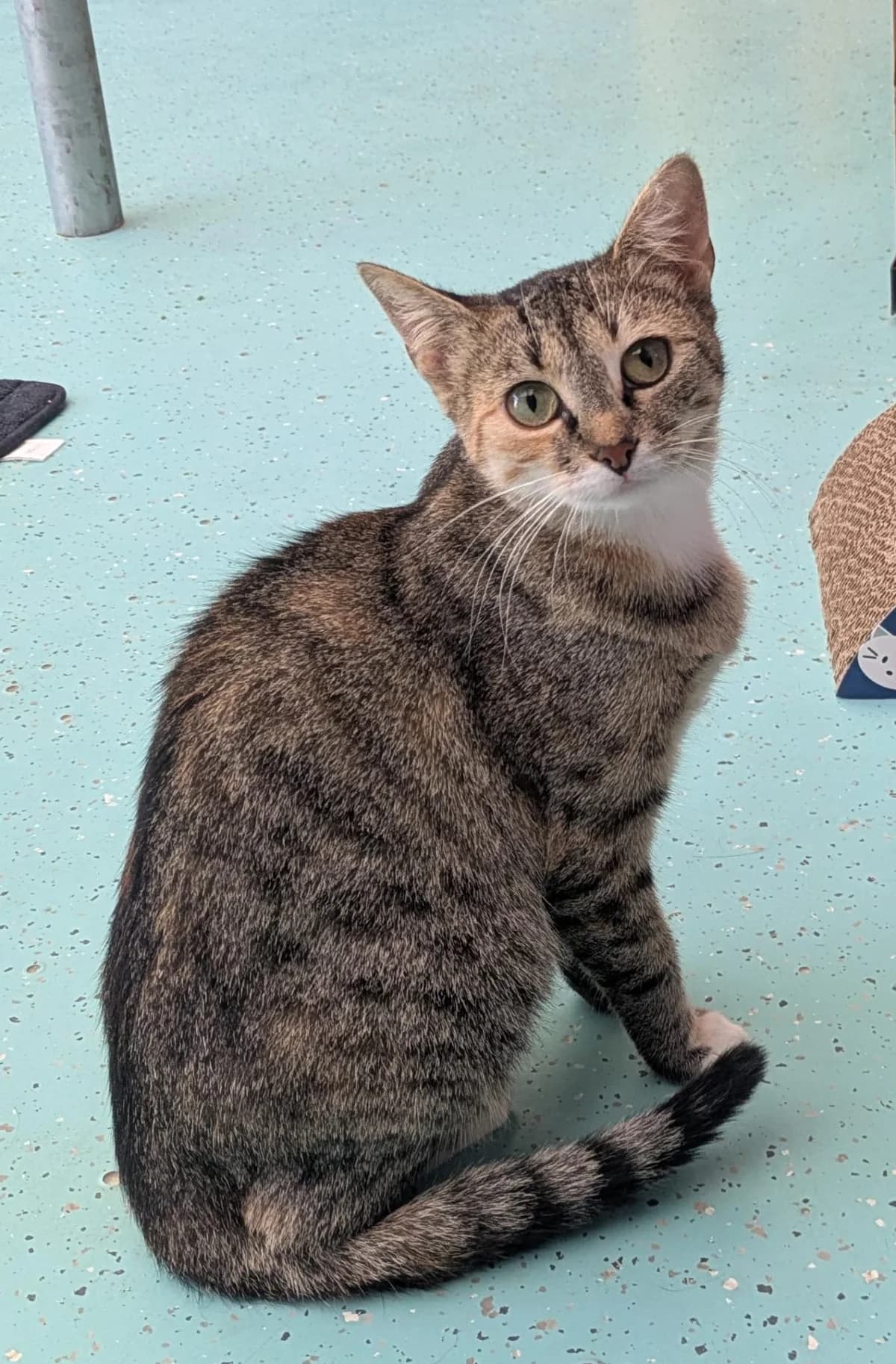 Ayla, female European Shorthair for adoption at Tierheim Ulm, Ulm