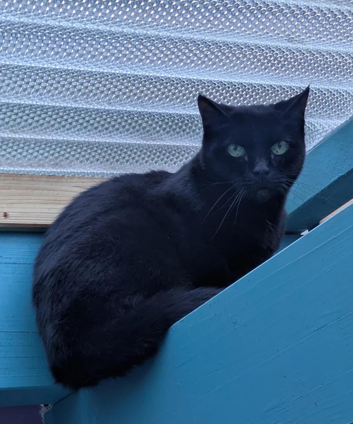 Mimi, female senior European Shorthair for adoption at Tierheim Ulm, Ulm