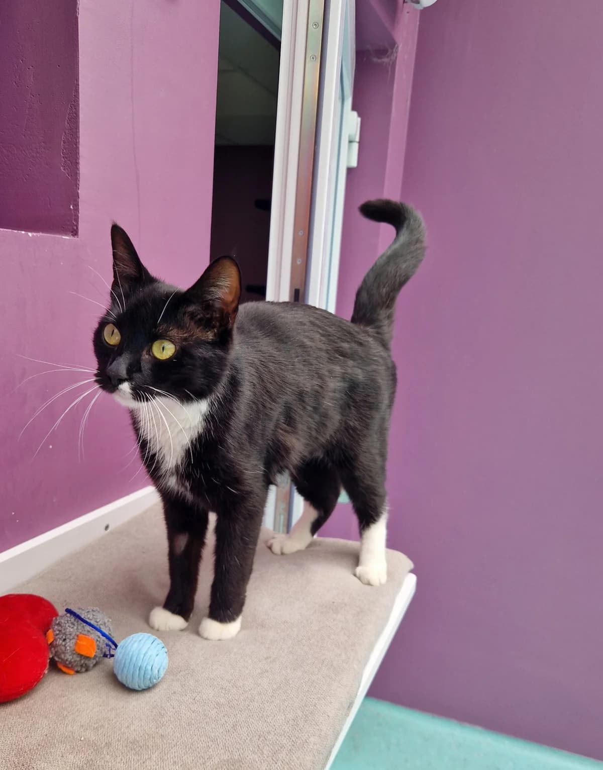 Miracle, female 5yo European Shorthair for adoption at Tierheim Ulm, Ulm