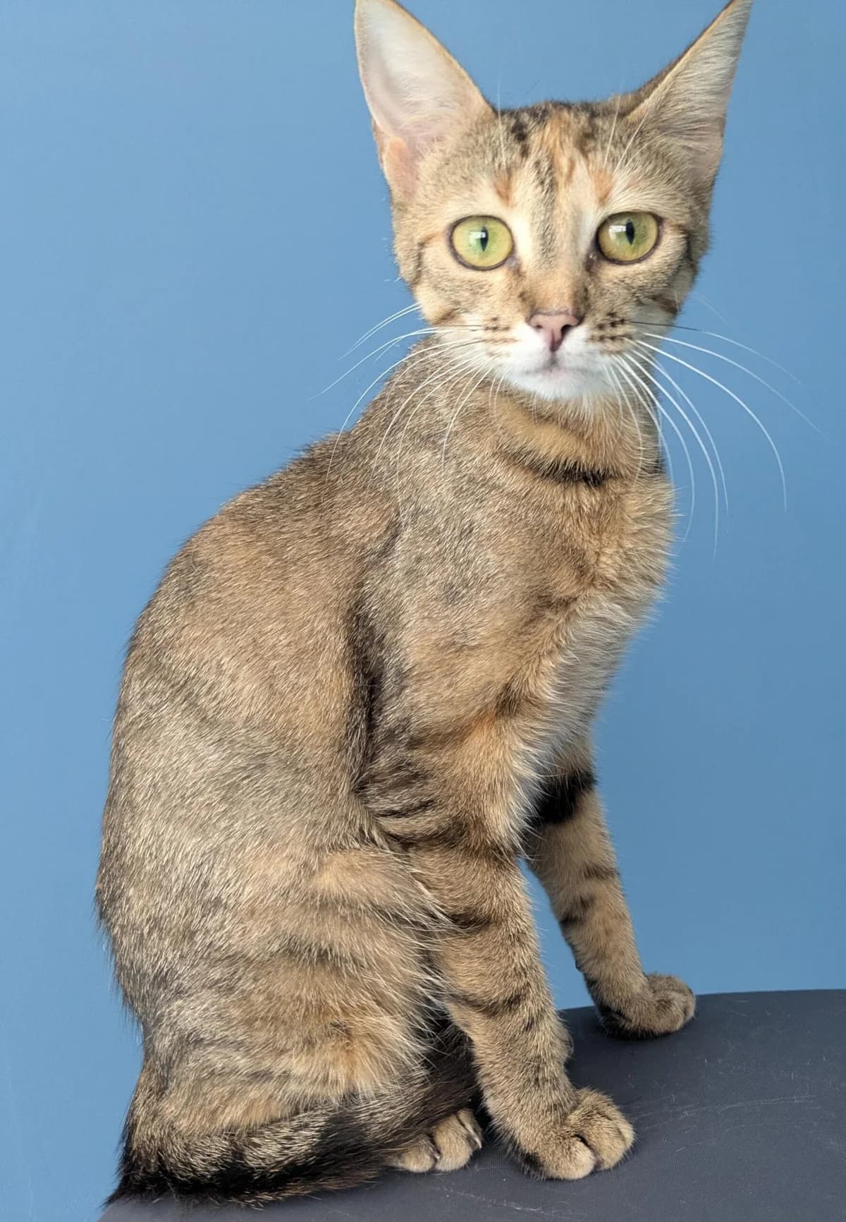 Nora, female European Shorthair for adoption at Tierheim Ulm, Ulm