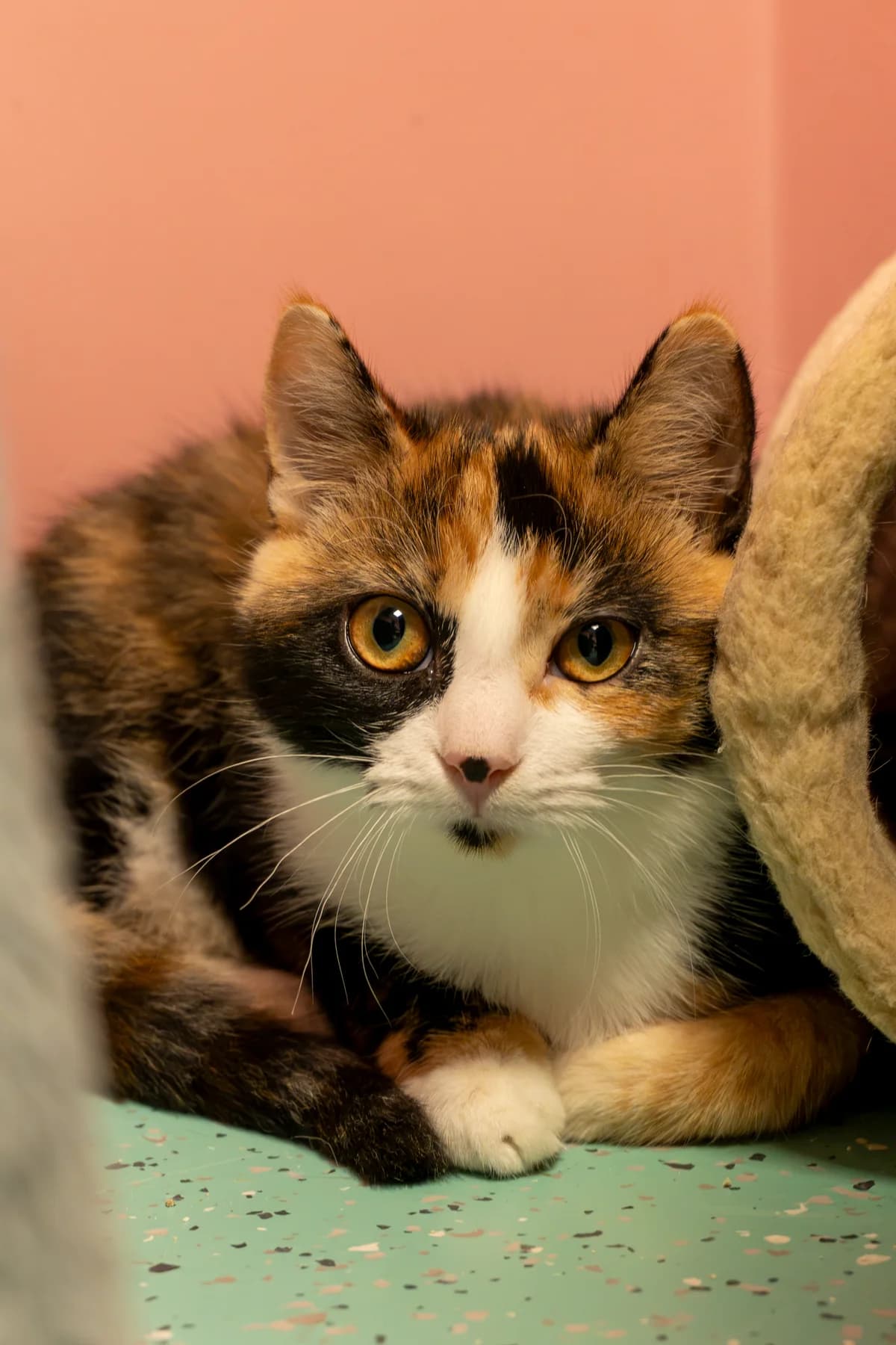 Paula, female puppy European Shorthair for adoption at Tierheim Ulm, Ulm