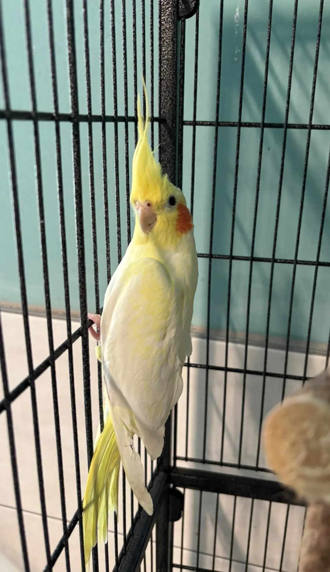 Pavarotti, mixed breed for adoption at Tierheim Ulm, Ulm