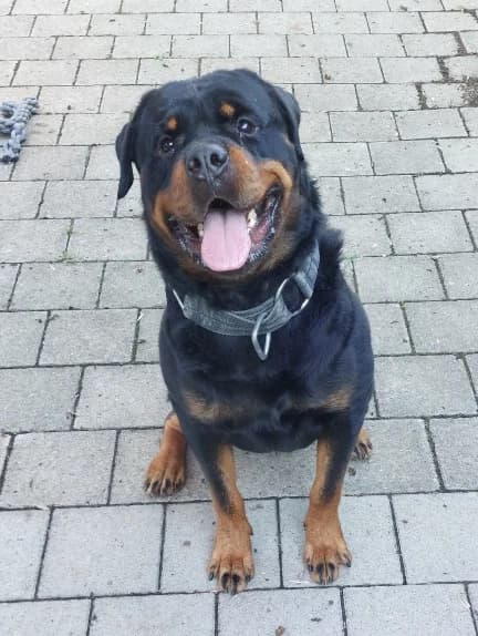Pluto, male young Rottweiler for adoption at Tierheim Ulm, Ulm
